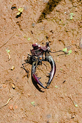 食物連鎖,クワガタ,クワガタムシ,昆虫,虫,あり,アリ,エサ,蟻,餌,死骸
