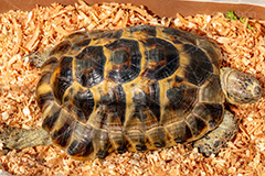 亀,イシガメ,カメ,かめ,タートル,爬虫類,甲羅,飼育,ペット,japan,turtle