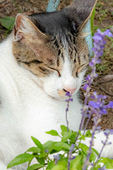 昼寝,野良猫,のら,野良,ねこ,猫,ネコ,居眠り,寝落ち,うとうと,ウトウト,cat