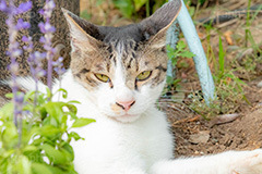 野良猫,のら,野良,ねこ,猫,ネコ,鋭い,睨む,目つき,cat