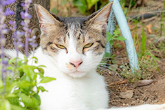 野良猫,のら,野良,ねこ,猫,ネコ,鋭い,睨む,目つき,cat