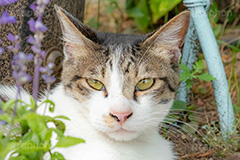 野良猫,のら,野良,ねこ,猫,ネコ,鋭い,睨む,目つき,cat