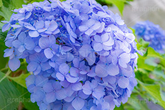 アジサイ,あじさい,アナベル,紫陽花,梅雨,つゆ,ホンアジサイ,季語,花,フラワー,6月,flower