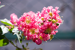 サルスベリ,ヒャクジツコウ,百日紅,広葉樹,花木,花,果実,木の実,フラワー,flower,フルサイズ撮影
