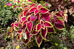 コリウス,ニシキジソ,錦紫蘇,観葉植物,シソ科,熱帯,草花,フルサイズ撮影