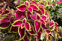 コリウス,ニシキジソ,錦紫蘇,観葉植物,シソ科,熱帯,草花,フルサイズ撮影