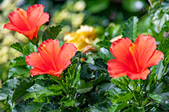 ハイビスカス,ブッソウゲ,仏桑花,赤花,低木,アオイ科,熱帯,南国,夏,サマー,フラワー,flower,summer,フルサイズ撮影