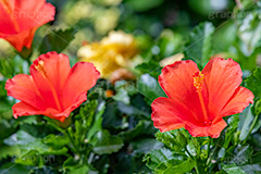 ハイビスカス,ブッソウゲ,仏桑花,赤花,低木,アオイ科,熱帯,南国,夏,サマー,フラワー,flower,summer,フルサイズ撮影