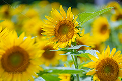 ひまわり畑,ヒマワリ畑,ひまわり,ヒマワリ,向日葵,花,お花,フラワー,はな,花畑,キレイ,きれい,綺麗,満開,咲,咲いた,さいた,黄色,日回り,ニチリンソウ,日輪草,ヒグルマ,日車,ヒュウガアオイ,夏の季語,季語,夏,サマー,summer,sunflower,flower,フルサイズ撮影
