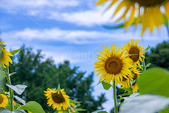 向日葵と青空,青空,夏空,ひまわり畑,ヒマワリ畑,ひまわり,ヒマワリ,向日葵,花,お花,フラワー,はな,花畑,キレイ,きれい,綺麗,満開,咲,咲いた,さいた,黄色,日回り,ニチリンソウ,日輪草,ヒグルマ,日車,ヒュウガアオイ,夏の季語,季語,夏,サマー,summer,sunflower,flower,フルサイズ撮影