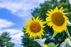 向日葵と青空,青空,夏空,ひまわり畑,ヒマワリ畑,ひまわり,ヒマワリ,向日葵,花,お花,フラワー,はな,花畑,キレイ,きれい,綺麗,満開,咲,咲いた,さいた,黄色,日回り,ニチリンソウ,日輪草,ヒグルマ,日車,ヒュウガアオイ,夏の季語,季語,夏,サマー,summer,sunflower,flower,フルサイズ撮影