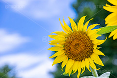 向日葵と青空,青空,夏空,ひまわり畑,ヒマワリ畑,ひまわり,ヒマワリ,向日葵,花,お花,フラワー,はな,花畑,キレイ,きれい,綺麗,満開,咲,咲いた,さいた,黄色,日回り,ニチリンソウ,日輪草,ヒグルマ,日車,ヒュウガアオイ,夏の季語,季語,夏,サマー,summer,sunflower,flower,フルサイズ撮影