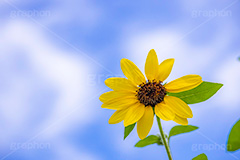サンフィニティ,ひまわり畑,ヒマワリ畑,ひまわり,ヒマワリ,向日葵,花,お花,フラワー,はな,花畑,キレイ,きれい,綺麗,満開,咲,咲いた,さいた,黄色,日回り,ニチリンソウ,日輪草,ヒグルマ,日車,ヒュウガアオイ,夏の季語,季語,夏,サマー,summer,sunflower,flower,フルサイズ撮影