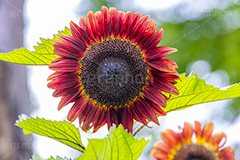 フロリスタン,ひまわり畑,ヒマワリ畑,ひまわり,ヒマワリ,向日葵,花,お花,フラワー,はな,花畑,キレイ,きれい,綺麗,満開,咲,咲いた,さいた,黄色,日回り,ニチリンソウ,日輪草,ヒグルマ,日車,ヒュウガアオイ,夏の季語,季語,夏,サマー,summer,sunflower,flower,フルサイズ撮影