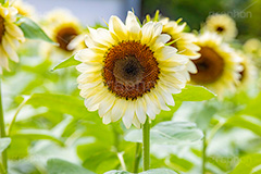 プロカットホワイトナイト,ひまわり畑,ヒマワリ畑,ひまわり,ヒマワリ,向日葵,花,お花,フラワー,はな,花畑,キレイ,きれい,綺麗,満開,咲,咲いた,さいた,黄色,日回り,ニチリンソウ,日輪草,ヒグルマ,日車,ヒュウガアオイ,夏の季語,季語,夏,サマー,summer,sunflower,flower,フルサイズ撮影