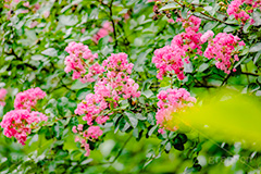 サルスベリ,ヒャクジツコウ,百日紅,広葉樹,花木,花,果実,木の実,フラワー,flower,フルサイズ撮影