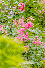 サルスベリ,ヒャクジツコウ,百日紅,広葉樹,花木,花,果実,木の実,フラワー,flower,フルサイズ撮影