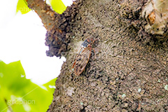 アブラゼミ,セミ,せみ,蝉,油蝉,虫,昆虫,鳴く,夏休み,夏,風物詩,季節感,サマー,summer,フルサイズ撮影