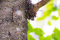 アブラゼミ,セミ,せみ,蝉,油蝉,虫,昆虫,鳴く,夏休み,夏,風物詩,季節感,サマー,summer,フルサイズ撮影