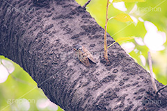アブラゼミ,セミ,せみ,蝉,油蝉,虫,昆虫,鳴く,夏休み,夏,風物詩,季節感,サマー,summer,フルサイズ撮影