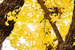 いちょうの木,いちょうの葉,いちょう,イチョウ,銀杏,逆光,フレア,紅葉,こうよう,もみじ,モミジ,紅葉狩り,黄葉,落葉広葉樹,カエデ科,秋,季語,色づく,キレイ,きれい,綺麗,照紅葉,照葉,青空,japan,autumn,flare,フルサイズ撮影
