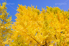 いちょうの木,いちょうの葉,いちょう,イチョウ,銀杏,紅葉,こうよう,もみじ,モミジ,紅葉狩り,黄葉,落葉広葉樹,カエデ科,秋,季語,色づく,キレイ,きれい,綺麗,照紅葉,照葉,青空,japan,autumn,フルサイズ撮影