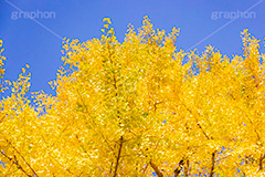 いちょうの木,いちょうの葉,いちょう,イチョウ,銀杏,紅葉,こうよう,もみじ,モミジ,紅葉狩り,黄葉,落葉広葉樹,カエデ科,秋,季語,色づく,キレイ,きれい,綺麗,照紅葉,照葉,青空,japan,autumn,フルサイズ撮影