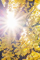 いちょうの木,いちょうの葉,いちょう,イチョウ,銀杏,逆光,フレア,紅葉,こうよう,もみじ,モミジ,紅葉狩り,黄葉,落葉広葉樹,カエデ科,秋,季語,色づく,キレイ,きれい,綺麗,照紅葉,照葉,青空,japan,autumn,flare,フルサイズ撮影