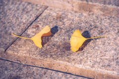 見つめ合うふたり,いちょう落葉,紅葉落葉,イチョウ落ち葉,イチョウ,いちょう,落ち葉,銀杏,紅葉,こうよう,もみじ,モミジ,紅葉狩り,黄葉,落葉広葉樹,カエデ科,秋,季語,色づく,照紅葉,照葉,自然,japan,autumn,フルサイズ撮影