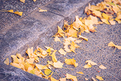 いちょう落葉,紅葉落葉,イチョウ落ち葉,イチョウ,いちょう,落ち葉,銀杏,紅葉,こうよう,もみじ,モミジ,紅葉狩り,黄葉,落葉広葉樹,カエデ科,秋,季語,色づく,照紅葉,照葉,自然,道路,japan,autumn,フルサイズ撮影