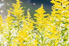 セイタカアワダチソウ,花,フラワー,秋,帰化植物,外来種,黄色,flower,autumn,フルサイズ撮影