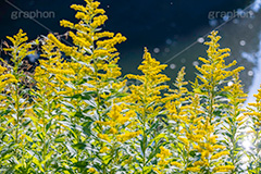 セイタカアワダチソウ,花,フラワー,秋,帰化植物,外来種,黄色,flower,autumn,フルサイズ撮影