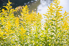 セイタカアワダチソウ,花,フラワー,秋,帰化植物,外来種,黄色,flower,autumn,フルサイズ撮影