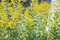 セイタカアワダチソウ,花,フラワー,秋,帰化植物,外来種,黄色,flower,autumn,フルサイズ撮影
