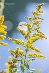 セイタカアワダチソウ,花,フラワー,秋,帰化植物,外来種,黄色,flower,autumn,フルサイズ撮影