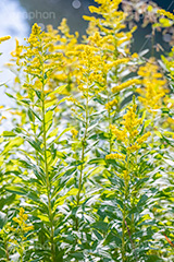 セイタカアワダチソウ,花,フラワー,秋,帰化植物,外来種,黄色,flower,autumn,フルサイズ撮影