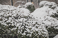 垣根に積もった雪,垣根,植木,雪,冬,積もる,降る,寒波,大雪,snow