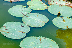 蓮の葉,蓮,水生,池,沼,葉,はっぱ,葉っぱ,pond,フルサイズ撮影