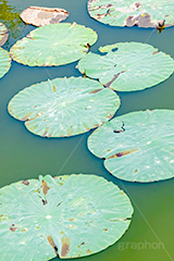 蓮の葉,蓮,水生,池,沼,葉,はっぱ,葉っぱ,pond,フルサイズ撮影