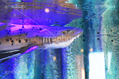 怪しく光るサメ,水族館,アクアリウム,アクア,魚,深海,サメ,鮫,水槽,怖い,斑点,目力,ナマズ,なまず,鯰,fish,aquarium