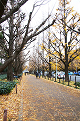 神宮外苑イチョウ並木,神宮外苑,イチョウ並木,紅葉,イチョウ,いちょう,銀杏,こうよう,もみじ,モミジ,紅葉狩り,黄葉,落葉広葉樹,カエデ科,秋,季語,落ち葉,外苑前,港区,japan,autumn