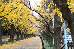 神宮外苑イチョウ並木,神宮外苑,イチョウ並木,紅葉,イチョウ,いちょう,銀杏,こうよう,もみじ,モミジ,紅葉狩り,黄葉,落葉広葉樹,カエデ科,秋,季語,落ち葉,外苑前,港区,japan,autumn