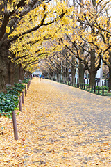 神宮外苑イチョウ並木,神宮外苑,イチョウ並木,紅葉,イチョウ,いちょう,銀杏,こうよう,もみじ,モミジ,紅葉狩り,黄葉,落葉広葉樹,カエデ科,秋,季語,落ち葉,外苑前,港区,japan,autumn
