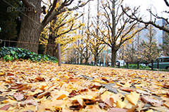 神宮外苑イチョウ並木,神宮外苑,イチョウ並木,紅葉,イチョウ,いちょう,銀杏,こうよう,もみじ,モミジ,紅葉狩り,黄葉,落葉広葉樹,カエデ科,秋,季語,落ち葉,外苑前,港区,japan,autumn