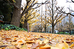 神宮外苑イチョウ並木,神宮外苑,イチョウ並木,紅葉,イチョウ,いちょう,銀杏,こうよう,もみじ,モミジ,紅葉狩り,黄葉,落葉広葉樹,カエデ科,秋,季語,落ち葉,外苑前,港区,japan,autumn