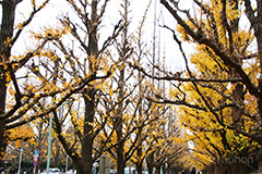 神宮外苑イチョウ並木,神宮外苑,イチョウ並木,紅葉,イチョウ,いちょう,銀杏,こうよう,もみじ,モミジ,紅葉狩り,黄葉,落葉広葉樹,カエデ科,秋,季語,落ち葉,外苑前,港区,japan,autumn