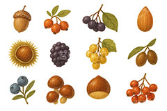 秋の味覚セット,くり,栗,クリ,茸,キノコ,木の実,きのこ,どんぐり,ドングリ,秋の素材セット,秋,イラスト,セットイラスト,セット,手描き風,illustration,autumn