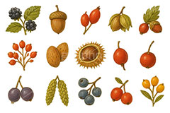 秋の味覚セット,くり,栗,クリ,茸,キノコ,木の実,きのこ,どんぐり,ドングリ,秋の素材セット,秋,イラスト,セットイラスト,セット,手描き風,illustration,autumn