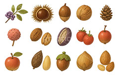 木の実セット,くり,クリ,栗,どんぐり,ドングリ,団栗,木の実,クルミ,くるみ,ナッツ,秋の素材セット,秋,イラスト,セットイラスト,セット,手描き風,illustration,autumn
