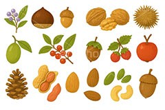 木の実セット,くり,クリ,栗,どんぐり,ドングリ,団栗,木の実,クルミ,くるみ,ナッツ,秋の素材セット,秋,イラスト,セットイラスト,セット,手描き風,illustration,autumn